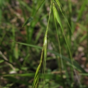 Microlaena stipoides at Hawker, ACT - 9 Jan 2023