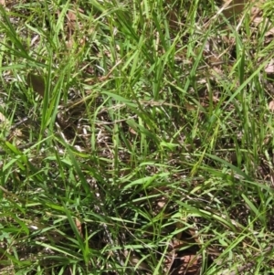 Microlaena stipoides at Hawker, ACT - 9 Jan 2023