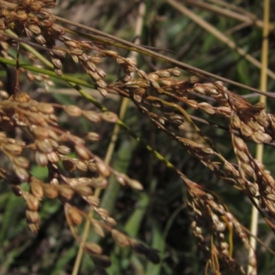 Juncus usitatus (Common Rush) at Weetangera, ACT - 9 Jan 2023 by pinnaCLE