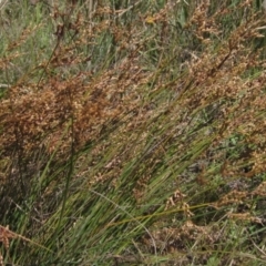 Juncus usitatus at Weetangera, ACT - 9 Jan 2023