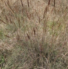 Sorghum leiocladum (Wild Sorghum) at Weetangera, ACT - 9 Jan 2023 by pinnaCLE