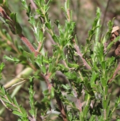 Kunzea parvifolia (Violet Kunzea) at The Pinnacle - 9 Jan 2023 by pinnaCLE