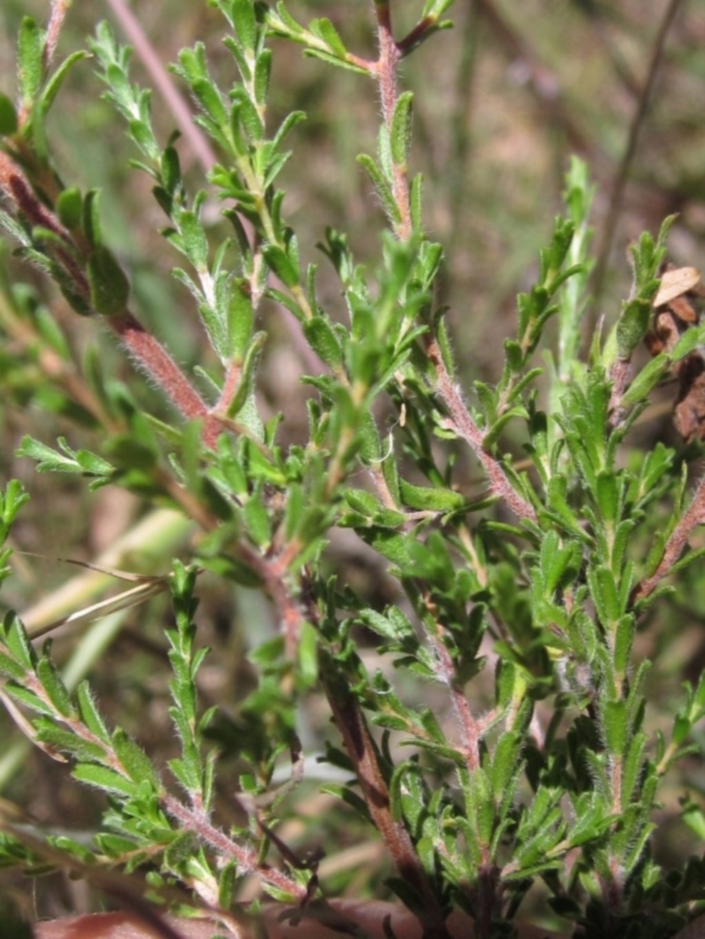 Kunzea parvifolia at Weetangera, ACT - 9 Jan 2023