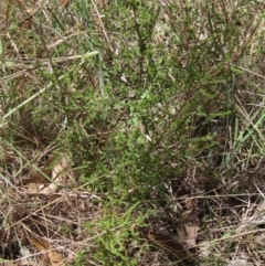 Kunzea parvifolia at Weetangera, ACT - 9 Jan 2023