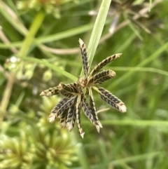 Cyperus sanguinolentus (A Sedge) at Yarralumla, ACT - 16 Jan 2023 by JaneR