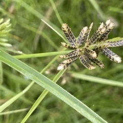 Cyperus sanguinolentus at Yarralumla, ACT - 16 Jan 2023 01:42 PM