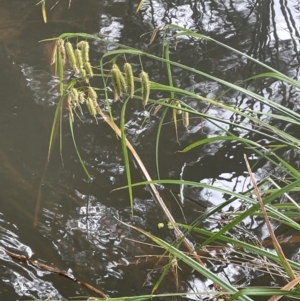 Carex fascicularis at Yarralumla, ACT - 16 Jan 2023