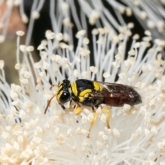 Hylaeus (Euprosopis) elegans (Harlequin Bee) at Macgregor, ACT - 18 Jan 2023 by Roger