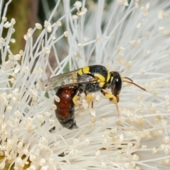 Hylaeus (Euprosopis) elegans at Macgregor, ACT - 18 Jan 2023