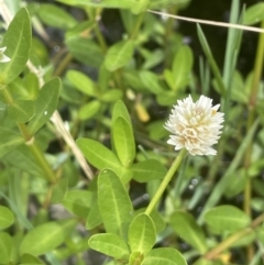 Alternanthera philoxeroides (Alligator Weed) at Yarralumla, ACT - 16 Jan 2023 by JaneR