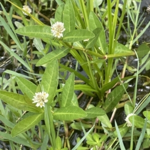 Alternanthera philoxeroides at Yarralumla, ACT - 16 Jan 2023