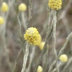 Calocephalus citreus (Lemon Beauty Heads) at Mitchell, ACT - 18 Jan 2023 by JaneR