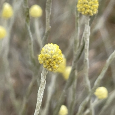Calocephalus citreus (Lemon Beauty Heads) at Crace Grasslands - 17 Jan 2023 by JaneR