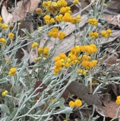 Chrysocephalum apiculatum (Common Everlasting) at Mitchell, ACT - 18 Jan 2023 by JaneR