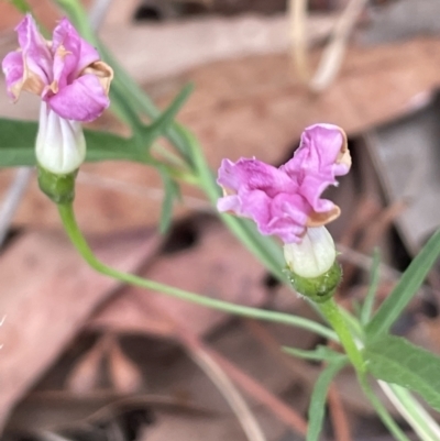 Convolvulus angustissimus subsp. angustissimus (Australian Bindweed) at Mitchell, ACT - 18 Jan 2023 by JaneR