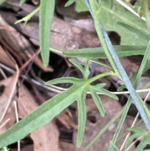 Convolvulus angustissimus subsp. angustissimus at Mitchell, ACT - 18 Jan 2023