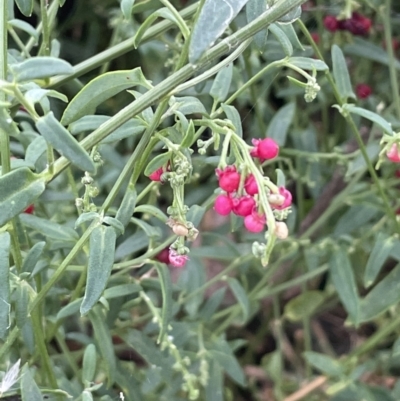 Einadia nutans (Climbing Saltbush) at Mitchell, ACT - 18 Jan 2023 by JaneR