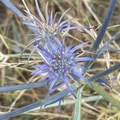 Eryngium ovinum (Blue Devil) at Mitchell, ACT - 18 Jan 2023 by JaneR