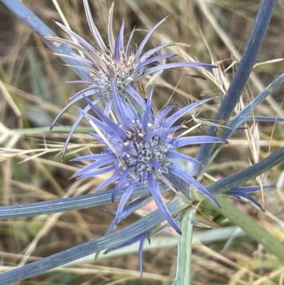 Eryngium ovinum (Blue Devil) at Mitchell, ACT - 18 Jan 2023 by JaneR