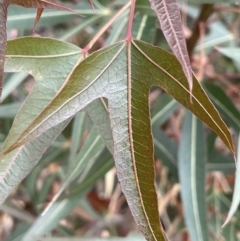 Brachychiton populneus (Kurrajong) at Crace Grasslands - 18 Jan 2023 by JaneR