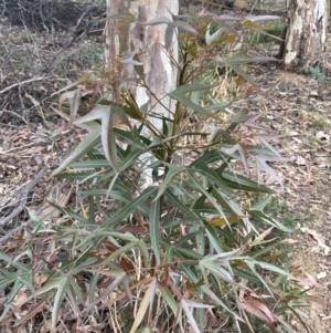 Brachychiton populneus at Mitchell, ACT - 18 Jan 2023