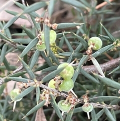 Lissanthe strigosa subsp. subulata (Peach Heath) at Mitchell, ACT - 18 Jan 2023 by JaneR