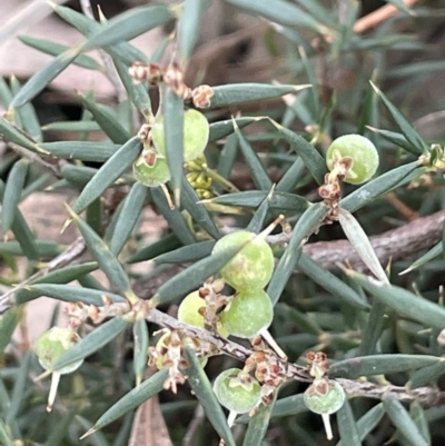 Lissanthe strigosa subsp. subulata (Peach Heath) at Crace Grasslands - 17 Jan 2023 by JaneR