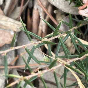 Lissanthe strigosa subsp. subulata at Mitchell, ACT - 18 Jan 2023