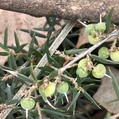 Lissanthe strigosa subsp. subulata at Mitchell, ACT - 18 Jan 2023