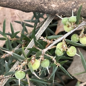 Lissanthe strigosa subsp. subulata at Mitchell, ACT - 18 Jan 2023