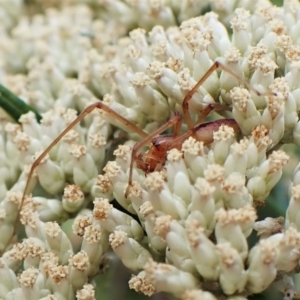 Cheiracanthium gracile at Molonglo Valley, ACT - 13 Jan 2023