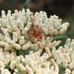 Cheiracanthium gracile at Molonglo Valley, ACT - 13 Jan 2023