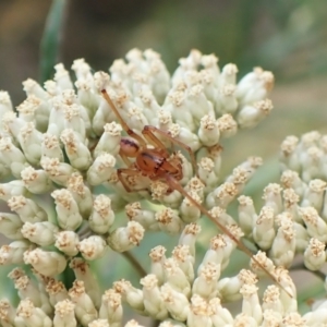 Cheiracanthium gracile at Molonglo Valley, ACT - 13 Jan 2023