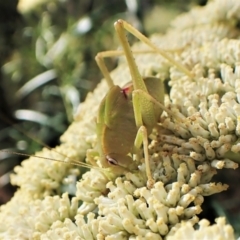 Caedicia simplex (Common Garden Katydid) at Aranda, ACT - 12 Jan 2023 by CathB