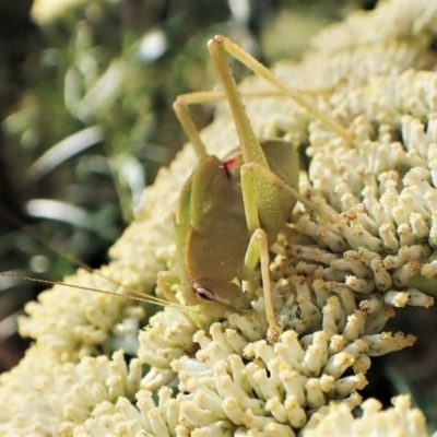 Caedicia simplex (Common Garden Katydid) at Aranda Bushland - 12 Jan 2023 by CathB