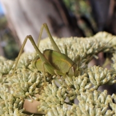 Caedicia simplex at Aranda, ACT - 13 Jan 2023