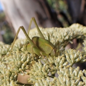 Caedicia simplex at Aranda, ACT - 13 Jan 2023