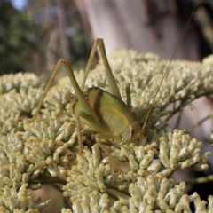 Caedicia simplex at Aranda, ACT - 13 Jan 2023