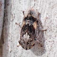 Stenocotis sp. (genus) (A Leafhopper) at Aranda Bushland - 12 Jan 2023 by CathB