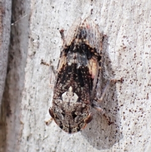 Stenocotis sp. (genus) at Molonglo Valley, ACT - 13 Jan 2023