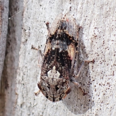 Stenocotis sp. (genus) (A Leafhopper) at Aranda Bushland - 12 Jan 2023 by CathB
