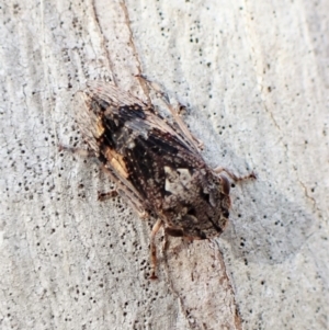 Stenocotis sp. (genus) at Molonglo Valley, ACT - 13 Jan 2023