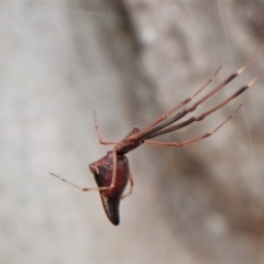 Argyrodes sp. (genus) (Dew-drop spider) at Molonglo Valley, ACT - 12 Jan 2023 by CathB