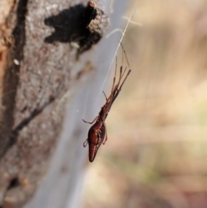 Argyrodes sp. (genus) at Molonglo Valley, ACT - 13 Jan 2023 08:25 AM