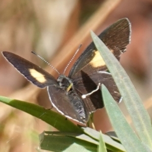 Candalides xanthospilos at Worrigee, NSW - 16 Jan 2023