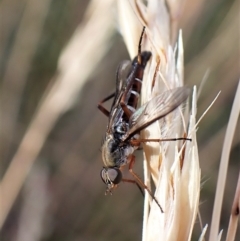 Taenogerella elizabethae at Aranda Bushland - 12 Jan 2023 by CathB