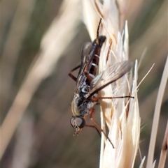 Therevidae sp. (family) (Unidentified stiletto fly) at Cook, ACT - 12 Jan 2023 by CathB