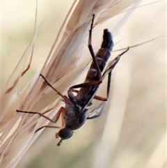 Taenogerella elizabethae at Cook, ACT - 13 Jan 2023