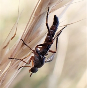 Taenogerella elizabethae at Cook, ACT - 13 Jan 2023