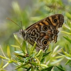 Geitoneura acantha (Ringed Xenica) at Worrigee, NSW - 16 Jan 2023 by RobG1